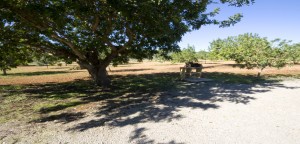Finca Vacacional