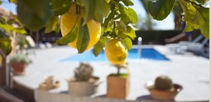 Finca Urlaub Mallorca