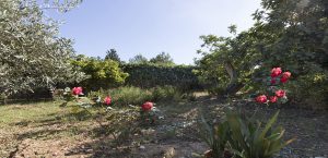 Natursteinfinca in Port Nou