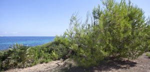 Ferienhaus Mallorca Cala Ratjada