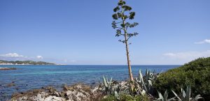 Ferienhaus Mallorca Cala Ratjada