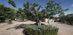 Holiday Rental Cala Millor