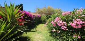 Ferienhause Finca