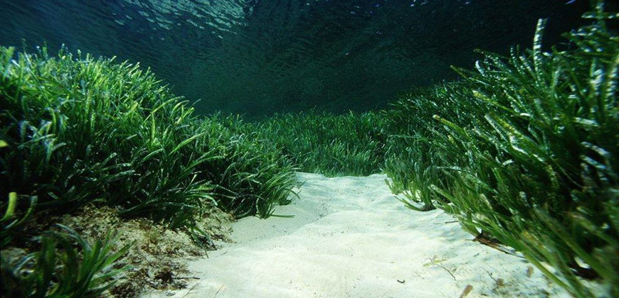 Oceanic Posidonia