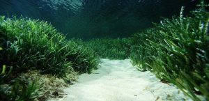 Ozeanische Posidonia