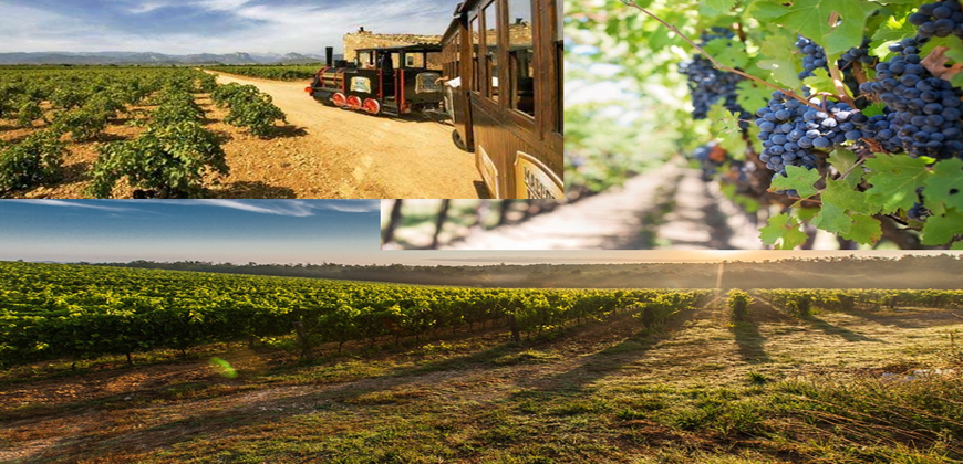 Mallorca Wine Express