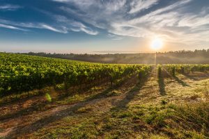 Mallorca Wine Express